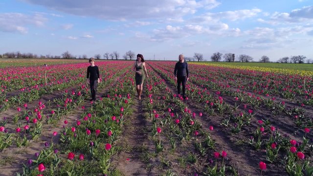 overhead view of happy family walking toward camera in a field of tulips in bloom on background of clear blue sky