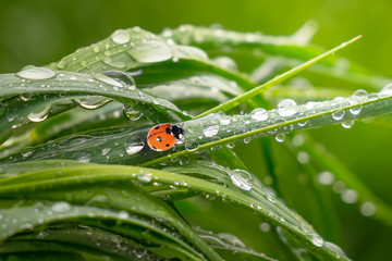 Ladybug on grass in summer in the field close-up