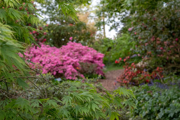 Bright pink azalea flowers in bloom in spring. Photographed in Surrey, UK.