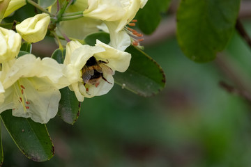 Bee drinks nectar from yellow azalea flower. Photographed in Surrey, UK. © Lois GoBe