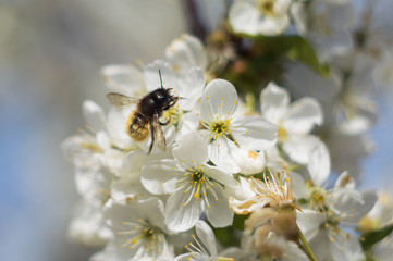 Insect bee on lilac close up