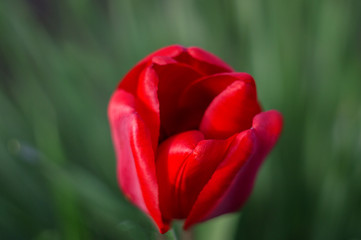 Spring tulip close-up, beautiful red petals