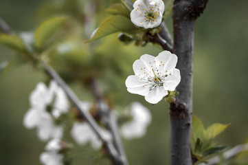 Spring, flowering fruit tree, beauty in the garden