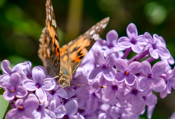 Painted Lady butterfly (vanessa Cardui) on a summer lilac bush (Buddleja davidii)