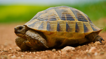 red soil and green grass; baby turtle