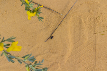 The beetle is crawling, footmarks on the sand. Close-up.