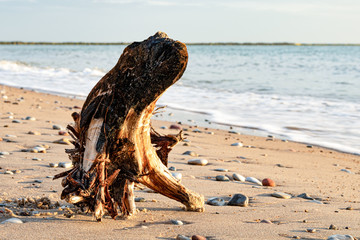 snag on the sea beach