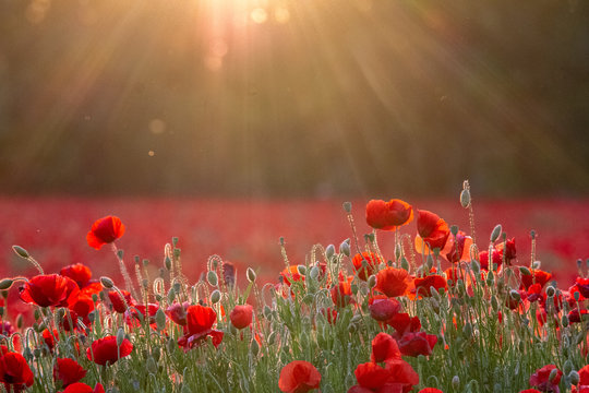 Coquelicots sous le soleil couchant