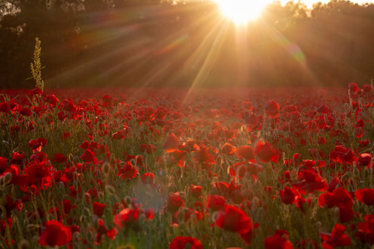 Coquelicots sous le soleil couchant