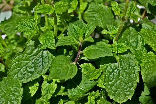 Mentheae Bilder Durchsuchen 278 Archivfotos, und