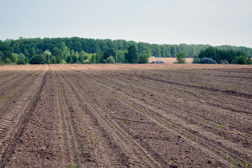 Fototapeta na wymiar Plowed land in the big field with the tracks of the tractor. Visible shoots of young plants were planted. Sowing campaign. Spring warm day, the sun is shining. In the background planting trees.