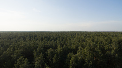 Fototapeta premium View from the height of the green forest and the road