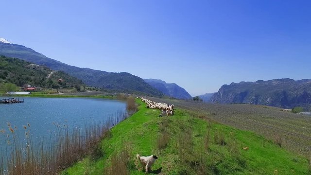 Drone shot of a shepherd watches his herd of sheeps at Lassa in Mount Lebanon