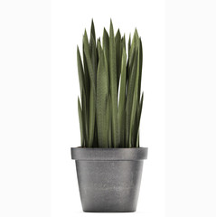 Sansevieria cylindrica on a white background