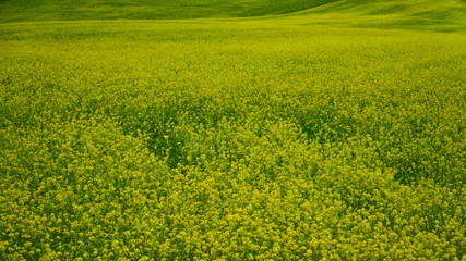 yellow flowering crop that blooms in the fields in spring