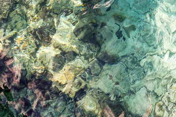 Shoal of small fish in clear waters - looking down on large group of small fish swimming with ripples and sunlight on the water