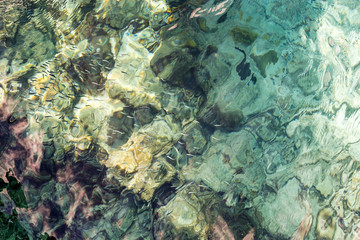 Shoal of small fish in clear waters - looking down on large group of small fish swimming with...