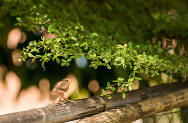 chameleon ,the type of Lizards are climb on bamboo The image above has green leaves.