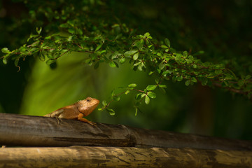 chameleon ,the type of Lizards are climb on bamboo The image above has green leaves.