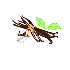 Fototapeta premium Vanilla, Flower. Illustration spice for use in cooking. Design element for cards decoration, textiles, paper.