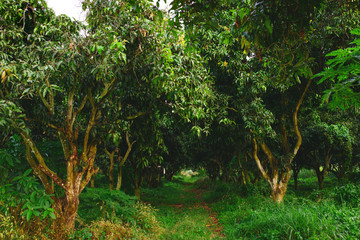 Mango trees, orchard or little forest. Agricultural concept.