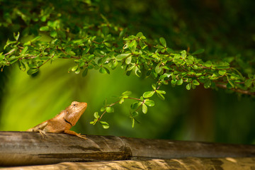 chameleon ,the type of Lizards are climb on bamboo The image above has green leaves.