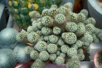 Cactus, Cactus thorns, Close up thorns of cactus, Cactus Background
