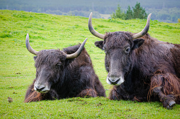 Resting Domestic Yaks