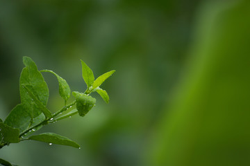 green leaves of tree ,lime