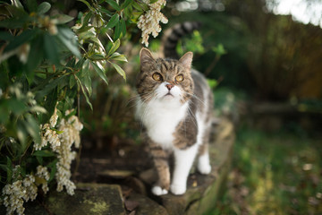 tabby white british shorthair cat walking along mural in the garden next to blossoming plant