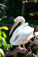 Pelican using its beak to preen its feathers in the sun