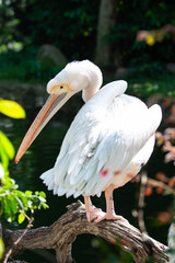 Pelican using its beak to preen its feathers in the sun