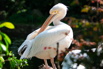 Pelican using its beak to preen its feathers in the sun