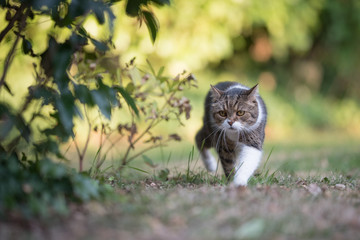 Naklejka na ściany i meble tabby white british shorthair cat sneaking through the garden