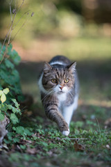 tabby white british shorthair cat sneaking  through the back yard  looking alarmed