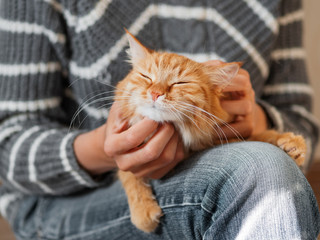 Cute ginger cat dozing on woman knees. Woman in jeans stroking her fluffy pet. Cozy home. - 269203492
