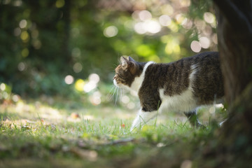 side view of a tabby white british shorthair cat walking around in the back yard on a summer day