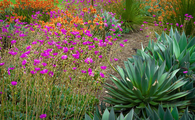 Agave garden with purple and orange flowers