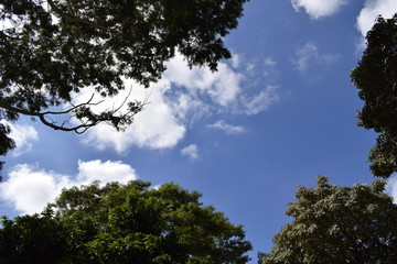 Céu azul, nuvem cumulus cercada por vegetação