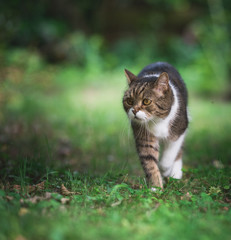 tabby white british shorthair cat walking on the lawn observing the garden