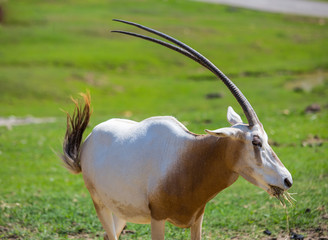 The scimitar oryx or scimitar-horned oryx (Oryx dammah)