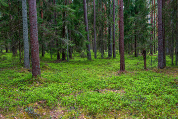 green moss on forestbed in mixed tree forest with tree trunks and green grass