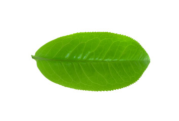 Obraz premium green tea leaf isolated on white background