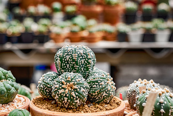 Cactus, Cactus thorns, Close up thorns of cactus, Cactus Background
