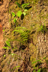natural sand stone cliffs on the shore of the river in forest
