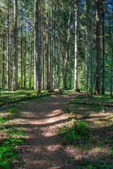 green moss on forestbed in mixed tree forest with tree trunks and green grass