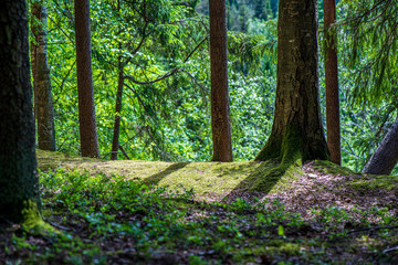 green moss on forestbed in mixed tree forest with tree trunks and green grass