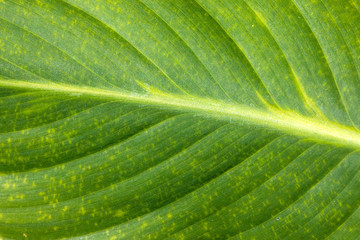 High resolution green leaf close up texture background