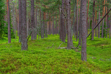 green moss on forestbed in mixed tree forest with tree trunks and green grass