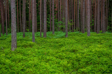 green moss on forestbed in mixed tree forest with tree trunks and green grass